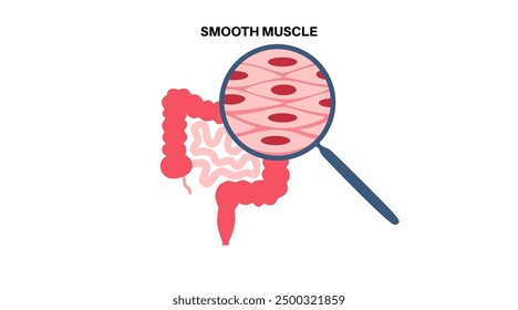 Estructura suave del tejido muscular. Paredes de órganos internos y vasos sanguíneos en el cuerpo humano. Miocito en forma de huso. Anatomía intestinal, diagrama del sistema digestivo, Ilustración vectorial plana médica.