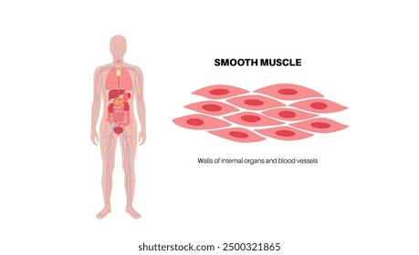 Smooth muscle tissue structure. Walls of internal organs and blood vessels in the human body. Spindle shaped myocyte. Intestine anatomy, digestive system diagram, medical flat vector illustration.