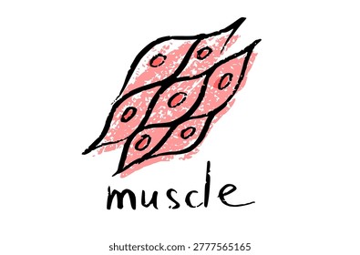 Smooth muscle tissue structure. Walls of internal organs and blood vessels in the human body. Spindle shaped myocyte. Intestine anatomy, digestive system diagram, medical flat vector illustration.