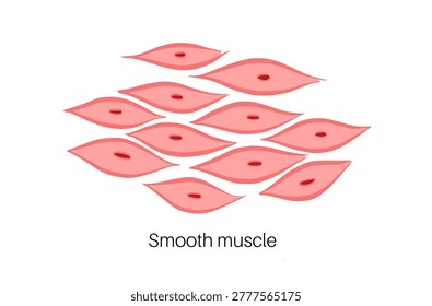 Smooth muscle tissue structure. Walls of internal organs and blood vessels in the human body. Spindle shaped myocyte. Intestine anatomy, digestive system diagram, medical flat vector illustration.