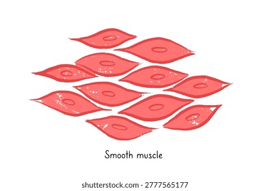 Smooth muscle tissue structure. Walls of internal organs and blood vessels in the human body. Spindle shaped myocyte. Intestine anatomy, digestive system diagram, medical flat vector illustration.