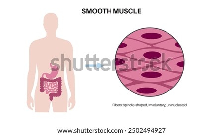 Smooth muscle tissue structure. Walls of internal organs and blood vessels in the human body. Spindle shaped myocyte. Intestine anatomy, digestive system diagram, medical flat vector illustration.