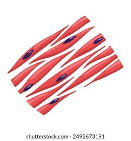 Smooth muscles tissue with specific function. Medical poster design illustration. Science educational symbol