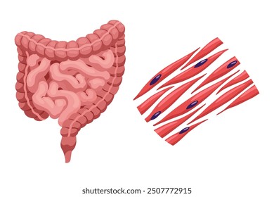 Tejido de músculos lisos con función específica. Ilustración de diseño de póster médico. Símbolo educativo de Ciencia