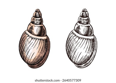 Smooth oval seashell with spiral top in hand drawn vintage style. Includes pastel beige and monochrome versions. Perfect for marine designs, prints, labels, and educational projects.