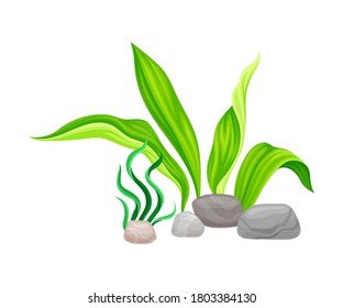 Smooth Pebble or Sea Stones with Seaweeds and Algae Vector Illustration