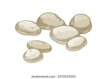 Piedras suaves, piedras de cuarzo. Grupo de adoquines pulidos. Colas de adoquines. Rocas marinas de playa. Ilustración vectorial detallada y realista, aislada en el fondo blanco.