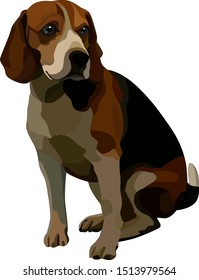 Smooth-haired brown beagle. Vector illustration, EPS 10