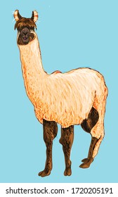 Smug llama from the front in a blue background