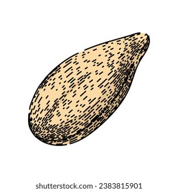 snack sunflower seed hand drawn. shell oil, roasted agriculture, plant crop snack sunflower seed vector sketch. isolated color illustration