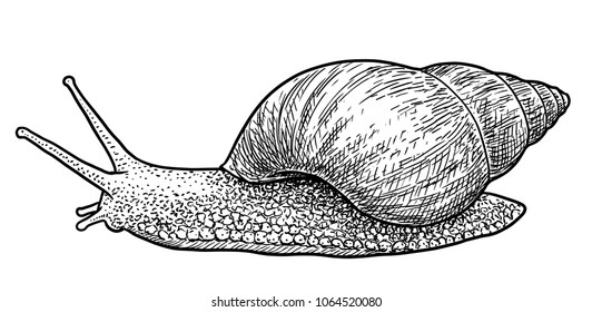 Snail Achatina snail illustration, drawing, engraving, ink, line art, vector