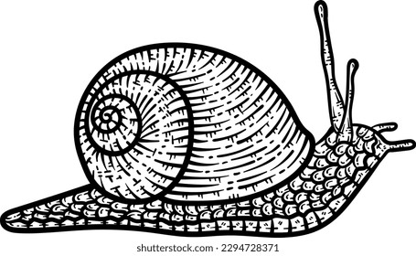 Snail Animal Coloring Page for Adults