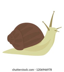
Snail animal flat vector icon design 
