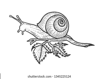 Snail animal sketch engraving vector illustration. Scratch board style imitation. Black and white hand drawn image.