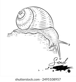 Snail, animal sketch realistic, vector illustration