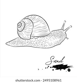 Snail, animal sketch realistic, vector illustration