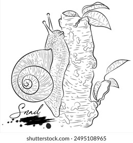 Snail, animal sketch realistic, vector illustration