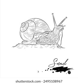 Snail, animal sketch realistic, vector illustration