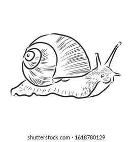 snail animal , vector sketch illustration 