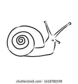 snail animal , vector sketch illustration 