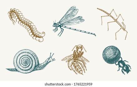 snail bee dragonfly butterfly. Insects bugs beetles and bees many species in vintage old hand drawn style engraved illustration woodcut.