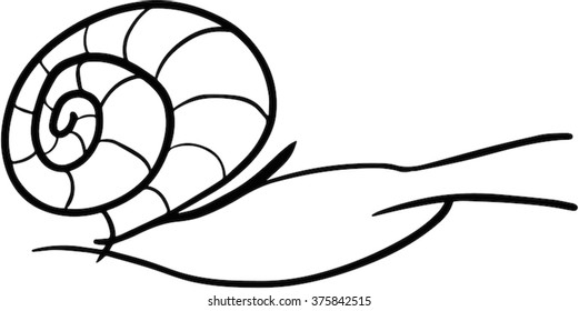 Snail black outline vector illustration
