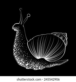 Snail in black and white color
