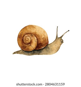 Snail with brown shell slowly moving