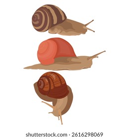 Snail collection vector illustration in cartoon flat style. Animal wildlife Gastropods in various color. Mollusca drawn best for infographic, education, and scientific illustration