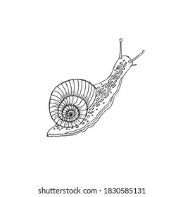 Snail coloring book for kids. cartoon character spiral decorative element. anti-stress background. Funny Doodle sketch style with snail.