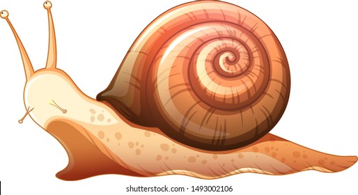 Snail crawling on white background illustration