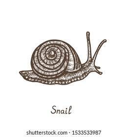 Snail crawling, side view, hand drawn gravure style, vector sketch illustration with inscription, element for design