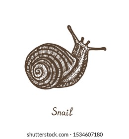 Snail crawling, side view, hand drawn gravure style, vector sketch illustration with inscription, element for design