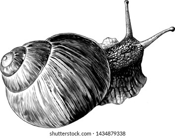 snail crawling top view, sketch vector graphic style monochrome illustration on white background