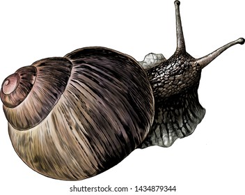 snail crawling top view, sketch vector graphic style color illustration on white background