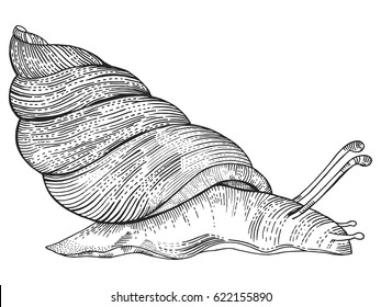 Snail engraving vector illustration. Scratch board style imitation. Hand drawn image.