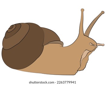 Snail in flat design on white background.