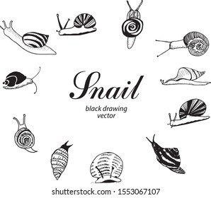 snail, garden snail, grape snail
