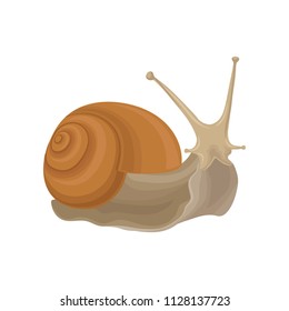 Snail gastropod creature vector Illustration on a white background