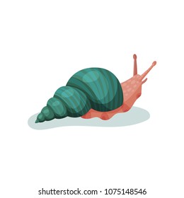 Snail gastropod mollusk with turquoise shell vector Illustration on a white background
