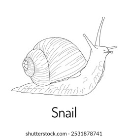 Caracol. Gasterópodos. Fauna para colorear. Boceto gráfico con título. Ilustración vectorial.