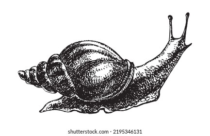 Snail hand drawing engraved style.