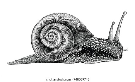 Snail Hand Drawing Vintage Style