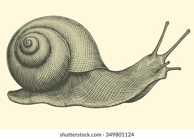 Snail. Hand drawn engraving. Vector vintage illustration. 8 EPS 