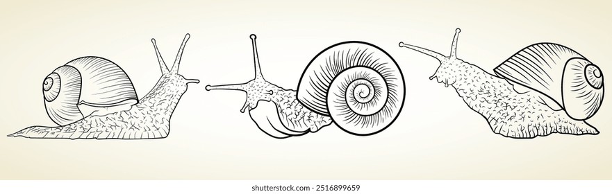 Snail hand drawn. Vector illustration. Snail with shell.