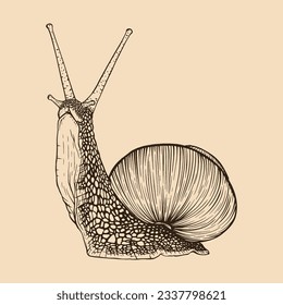Snail hand drawn. Vintage line engraving style. Vector illustration