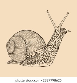 Mano de caracol dibujada. Estilo de grabado de líneas antiguas. Ilustración del vector