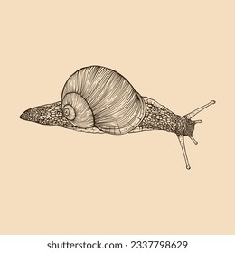 Snail hand drawn. Vintage line engraving style. Vector illustration