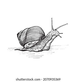 Snail. A hand-drawn snail with a shell. Cochlea slides to the left.