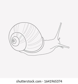 Snail icon line element. Vector illustration of snail icon line isolated on clean background for your web mobile app logo design.